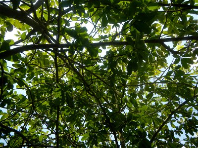 Castanea sativa  Chestnut   Kastanyas Castanea sativa leaves in summer in the Philippines