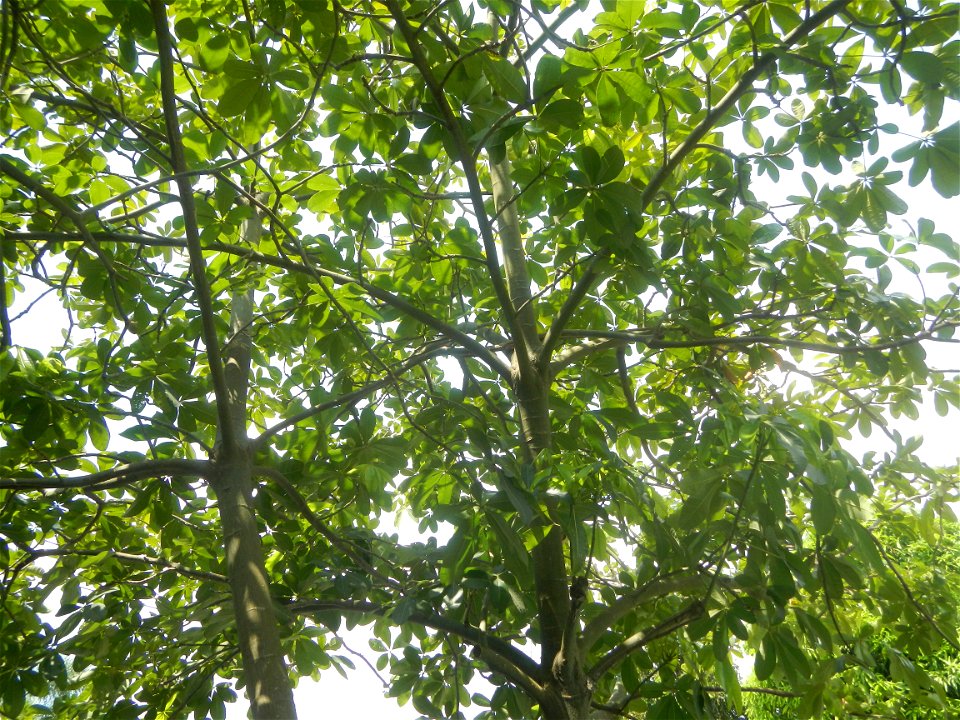 Castanea sativa  Chestnut   Kastanyas Castanea sativa leaves in summer in the Philippines