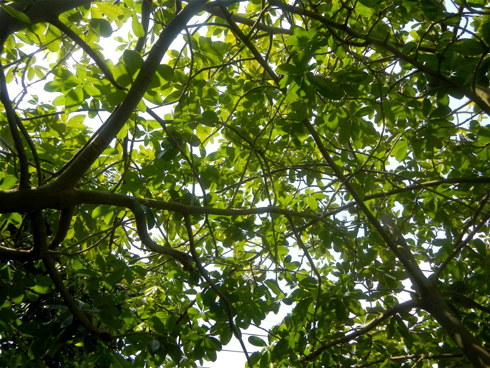 Castanea sativa  Chestnut   Kastanyas Castanea sativa leaves in summer in the Philippines