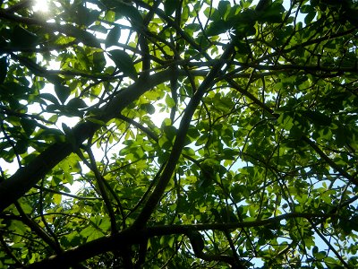 Castanea sativa  Chestnut   Kastanyas Castanea sativa leaves in summer in the Philippines