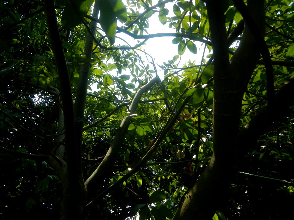 Castanea sativa  Chestnut   Kastanyas Castanea sativa leaves in summer in the Philippines