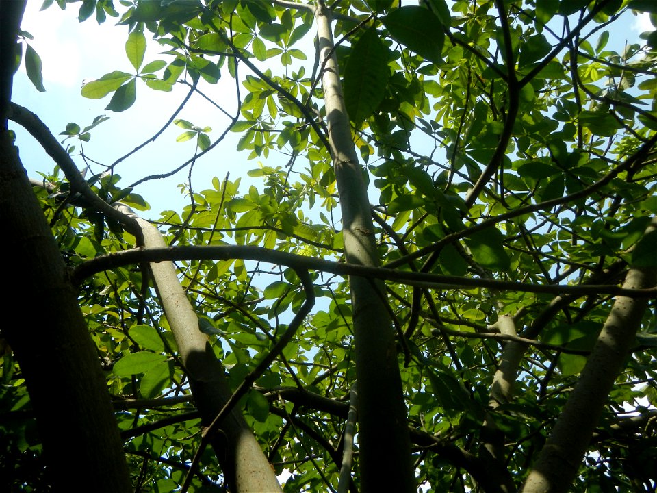 Castanea sativa  Chestnut   Kastanyas Castanea sativa leaves in summer in the Philippines