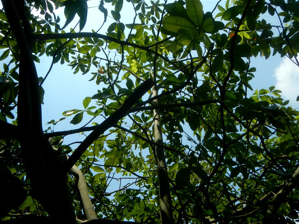 Castanea sativa  Chestnut   Kastanyas Castanea sativa leaves in summer in the Philippines