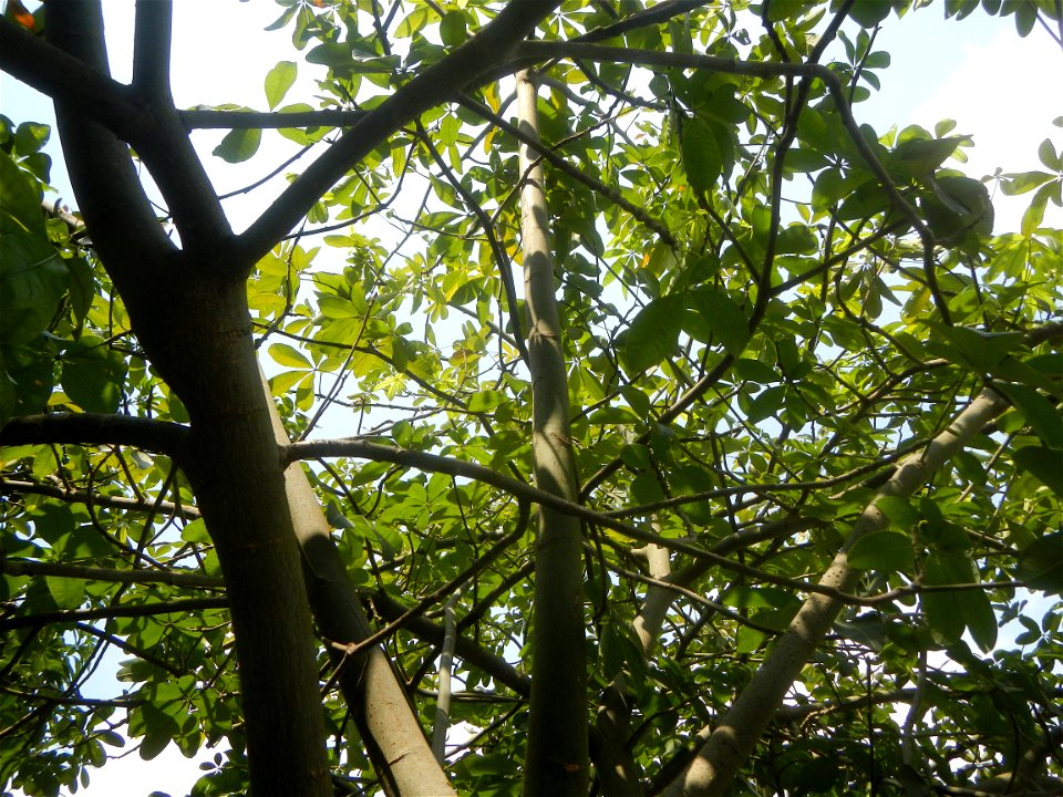Castanea sativa  Chestnut   Kastanyas Castanea sativa leaves in summer in the Philippines