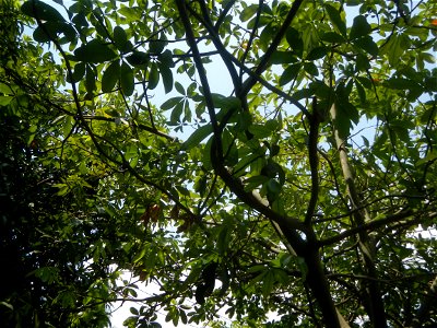 Castanea sativa  Chestnut   Kastanyas Castanea sativa leaves in summer in the Philippines