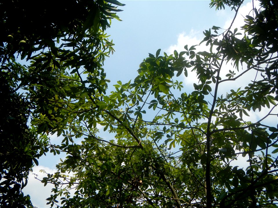 Castanea sativa  Chestnut   Kastanyas Castanea sativa leaves in summer in the Philippines