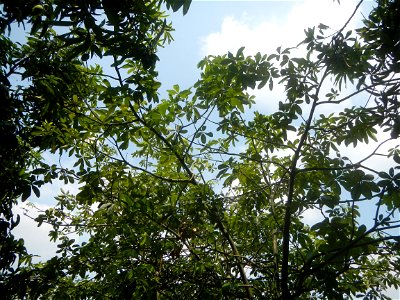 Castanea sativa  Chestnut   Kastanyas Castanea sativa leaves in summer in the Philippines