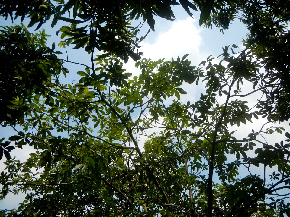 Castanea sativa  Chestnut   Kastanyas Castanea sativa leaves in summer in the Philippines