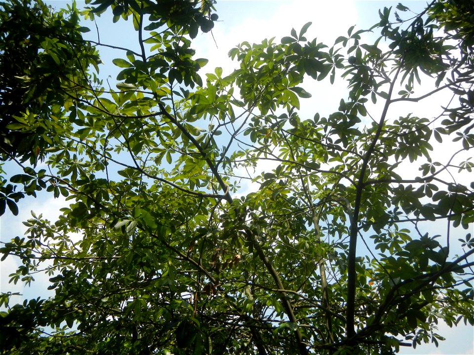 Castanea sativa  Chestnut   Kastanyas Castanea sativa leaves in summer in the Philippines