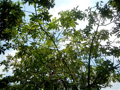 Castanea sativa  Chestnut   Kastanyas Castanea sativa leaves in summer in the Philippines