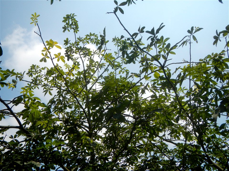 Castanea sativa  Chestnut   Kastanyas Castanea sativa leaves in summer in the Philippines