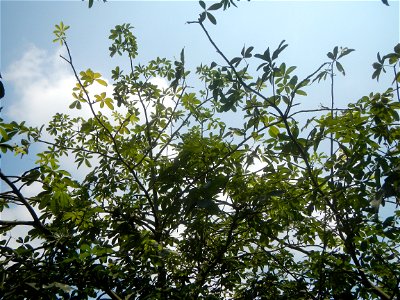 Castanea sativa  Chestnut   Kastanyas Castanea sativa leaves in summer in the Philippines