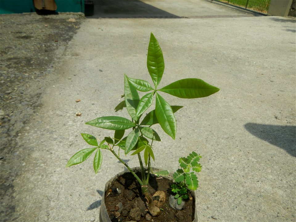 Castanea sativa  Chestnut   Kastanyas Castanea sativa flowers and fruits from the Philippines Castanea sativa (seedlings)