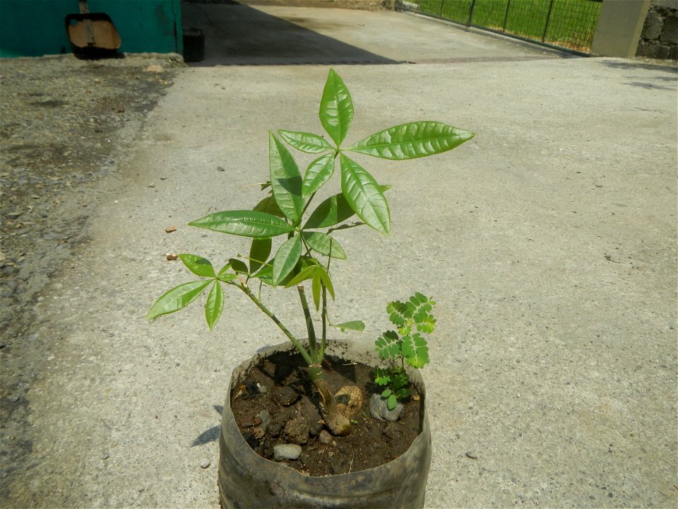 Castanea sativa  Chestnut   Kastanyas Castanea sativa flowers and fruits from the Philippines Castanea sativa (seedlings)