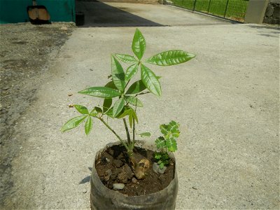 Castanea sativa  Chestnut   Kastanyas Castanea sativa flowers and fruits from the Philippines Castanea sativa (seedlings)