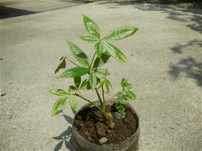 Castanea sativa  Chestnut   Kastanyas Castanea sativa flowers and fruits from the Philippines Castanea sativa (seedlings)