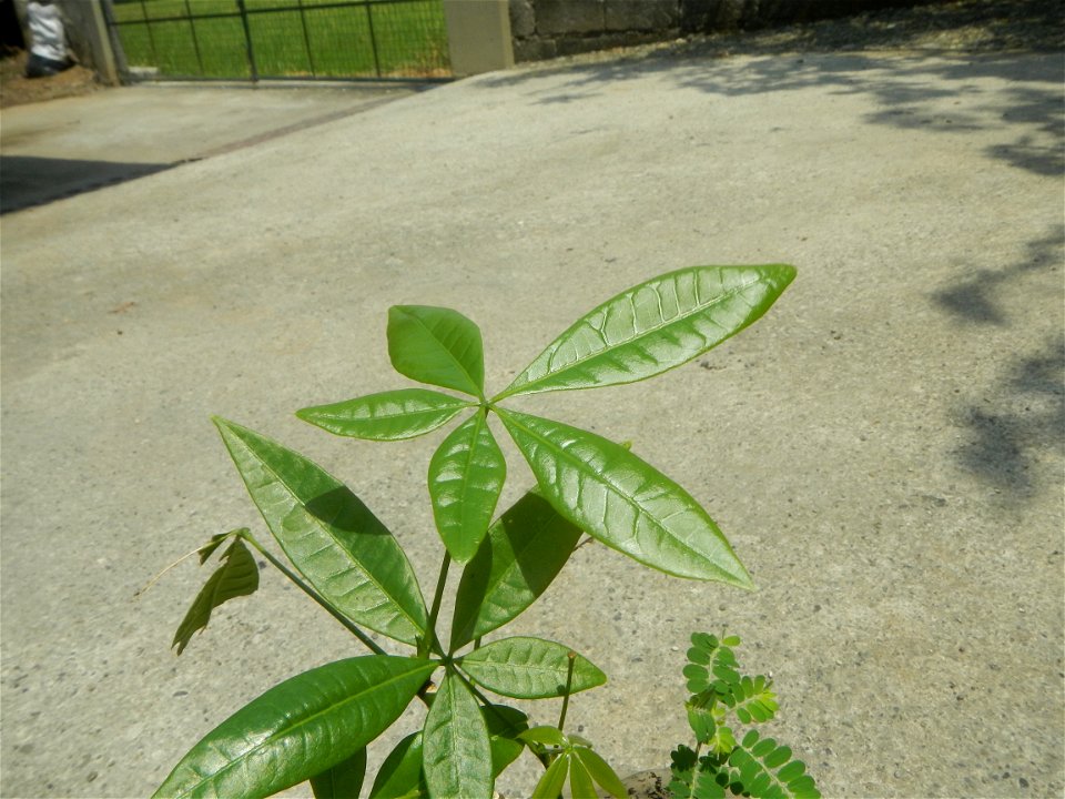 Castanea sativa  Chestnut   Kastanyas Castanea sativa flowers and fruits from the Philippines Castanea sativa (seedlings)