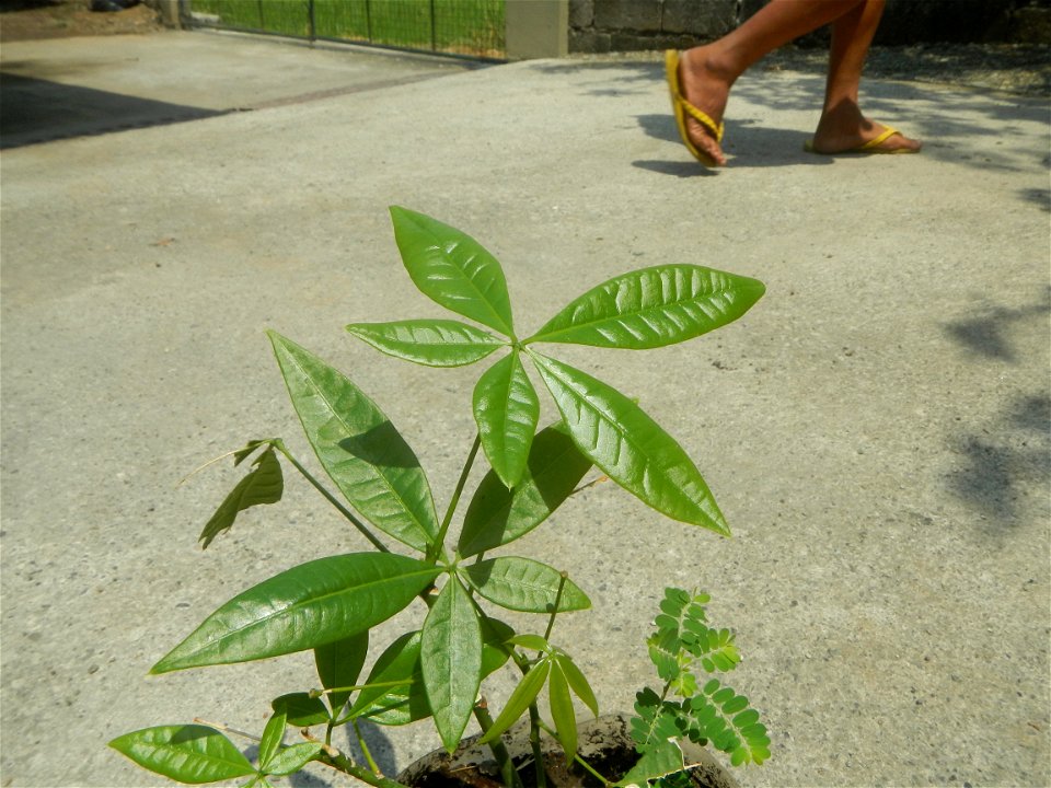 Castanea sativa  Chestnut   Kastanyas Castanea sativa flowers and fruits from the Philippines Castanea sativa (seedlings)