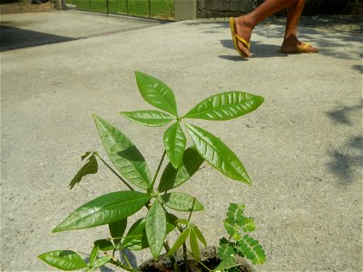 Castanea sativa  Chestnut   Kastanyas Castanea sativa flowers and fruits from the Philippines Castanea sativa (seedlings)