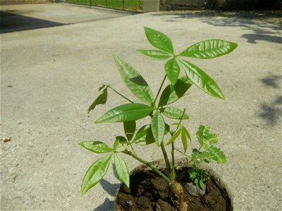 Castanea sativa  Chestnut   Kastanyas Castanea sativa flowers and fruits from the Philippines Castanea sativa (seedlings)