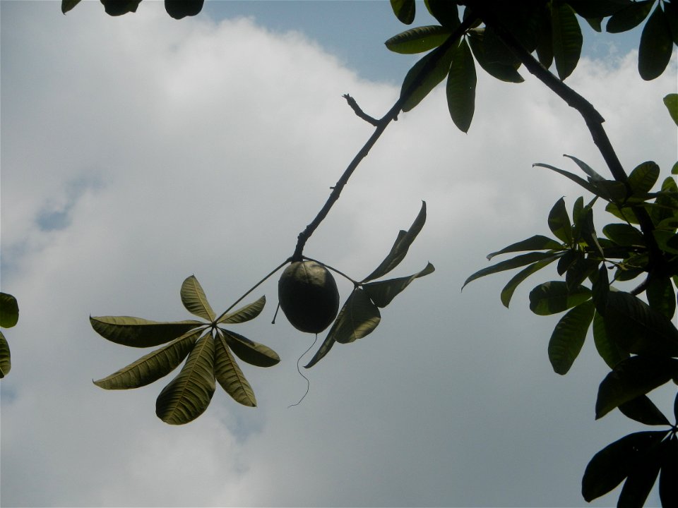 Castanea sativa  Chestnut   Kastanyas Castanea sativa flowers leaves
and fruits from the Philippines Castanea sativa (seedlings) Close-up photographs of Castanea sativa flowers and fruits