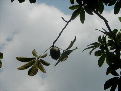 Castanea sativa  Chestnut   Kastanyas Castanea sativa flowers leaves
and fruits from the Philippines Castanea sativa (seedlings) Close-up photographs of Castanea sativa flowers and fruits
