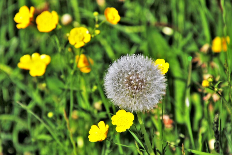 Fluff your marigolds nature