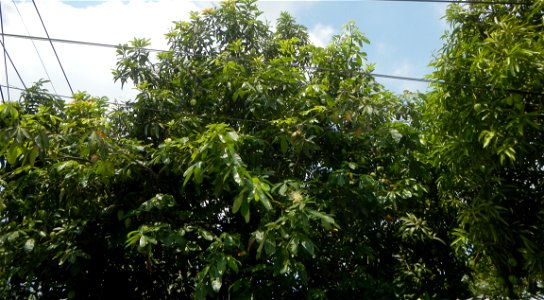 Castanea sativa  Chestnut   Kastanyas Castanea sativa flowers leaves
and fruits from the Philippines Castanea sativa (seedlings) Close-up photographs of Castanea sativa flowers and fruits