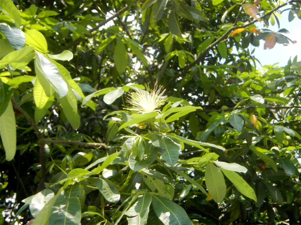 Castanea sativa  Chestnut   Kastanyas Castanea sativa flowers leaves
and fruits from the Philippines Castanea sativa (seedlings) Close-up photographs of Castanea sativa flowers and fruits