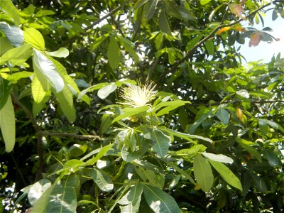 Castanea sativa  Chestnut   Kastanyas Castanea sativa flowers leaves
and fruits from the Philippines Castanea sativa (seedlings) Close-up photographs of Castanea sativa flowers and fruits