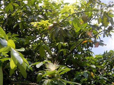 Castanea sativa  Chestnut   Kastanyas Castanea sativa flowers leaves
and fruits from the Philippines Castanea sativa (seedlings) Close-up photographs of Castanea sativa flowers and fruits
