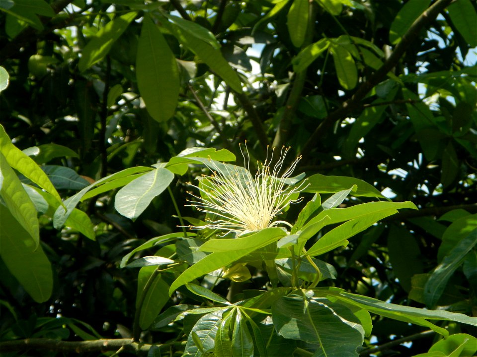 Castanea sativa  Chestnut   Kastanyas Castanea sativa flowers leaves
and fruits from the Philippines Castanea sativa (seedlings) Close-up photographs of Castanea sativa flowers and fruits