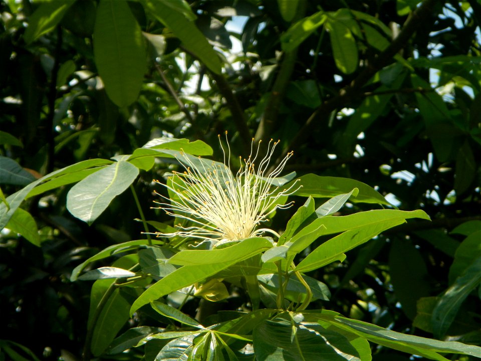 Castanea sativa  Chestnut   Kastanyas Castanea sativa flowers leaves
and fruits from the Philippines Castanea sativa (seedlings) Close-up photographs of Castanea sativa flowers and fruits