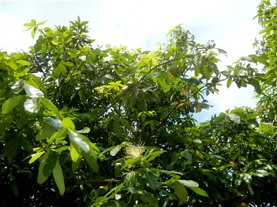 Castanea sativa  Chestnut   Kastanyas Castanea sativa flowers leaves
and fruits from the Philippines Castanea sativa (seedlings) Close-up photographs of Castanea sativa flowers and fruits