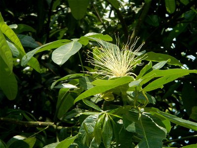 Castanea sativa  Chestnut   Kastanyas Castanea sativa flowers leaves
and fruits from the Philippines Castanea sativa (seedlings) Close-up photographs of Castanea sativa flowers and fruits