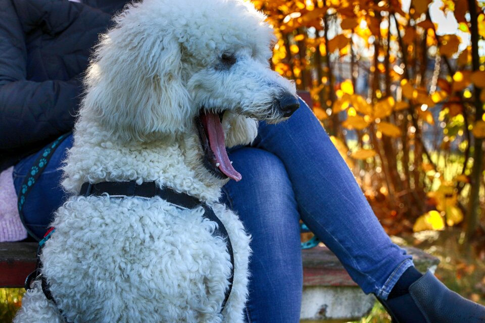 Pet portrait blue pets