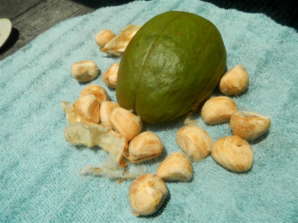 Castanea sativa  Chestnut   Kastanyas Castanea sativa flowers leaves
and fruits from the Philippines Castanea sativa (seedlings) Close-up photographs of Castanea sativa flowers and fruits