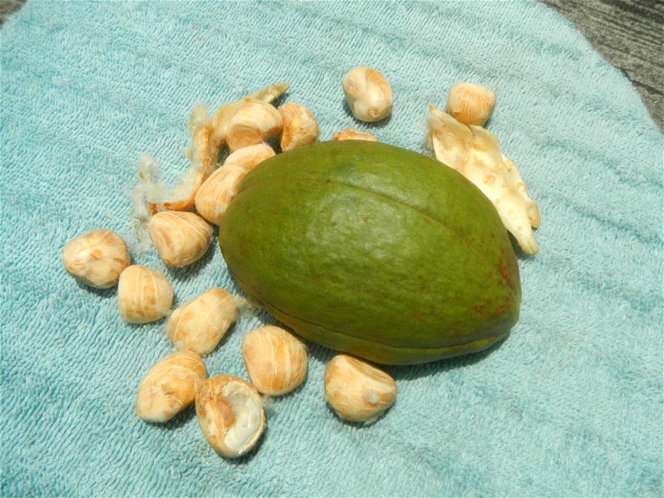 Castanea sativa  Chestnut   Kastanyas Castanea sativa flowers leaves
and fruits from the Philippines Castanea sativa (seedlings) Close-up photographs of Castanea sativa flowers and fruits
