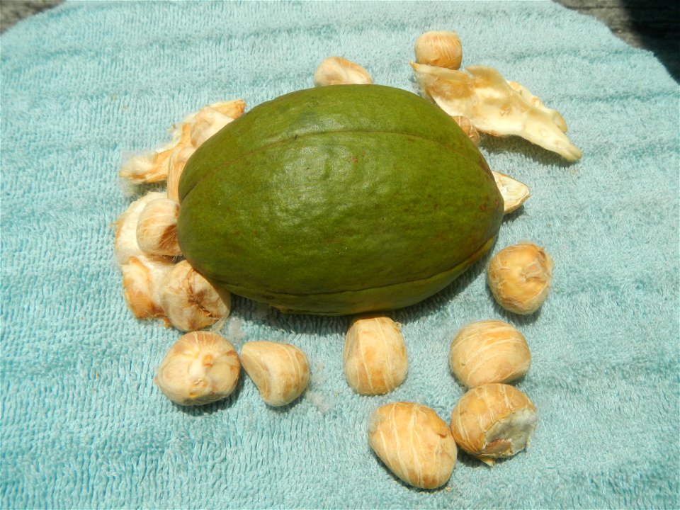 Castanea sativa  Chestnut   Kastanyas Castanea sativa flowers leaves
and fruits from the Philippines Castanea sativa (seedlings) Close-up photographs of Castanea sativa flowers and fruits
