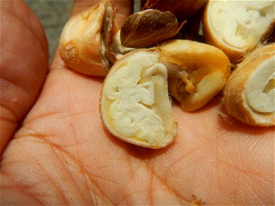 Castanea sativa  Chestnut   Kastanyas Castanea sativa flowers leaves
and fruits from the Philippines Castanea sativa (seedlings) Close-up photographs of Castanea sativa flowers and fruits