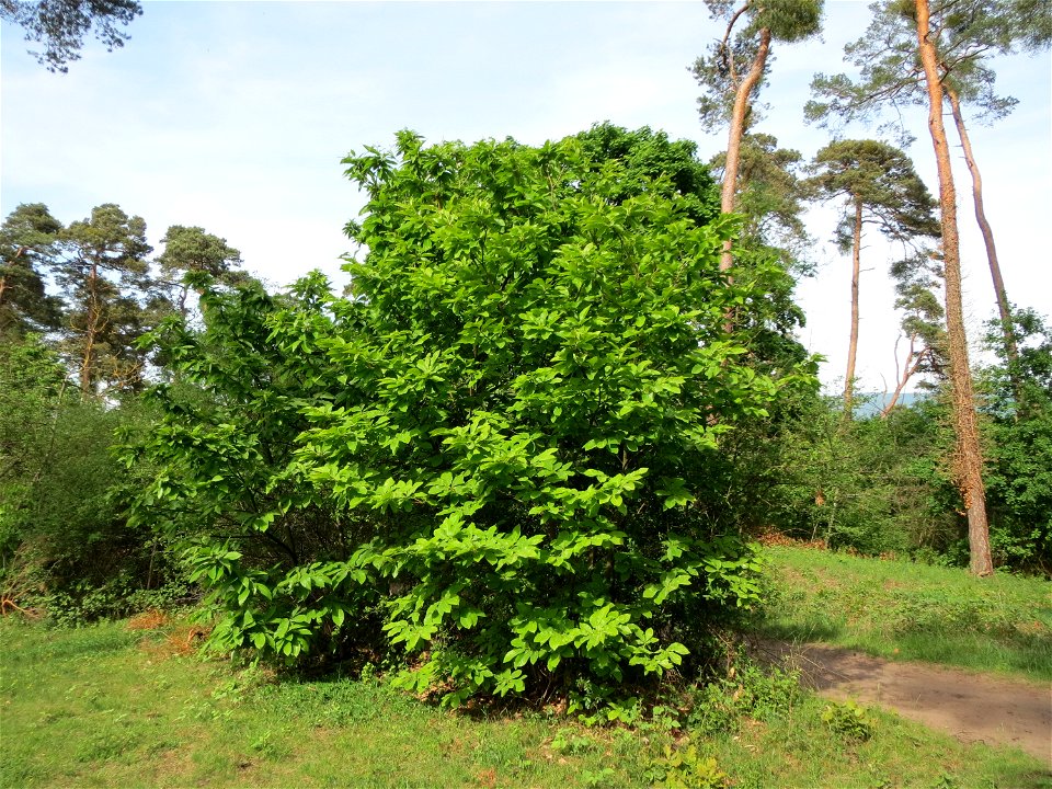 Edelkastanie (Castanea sativa) auf dem Feldherrenhügel (Naturschutzgebiet Oftersheimer Dünen)