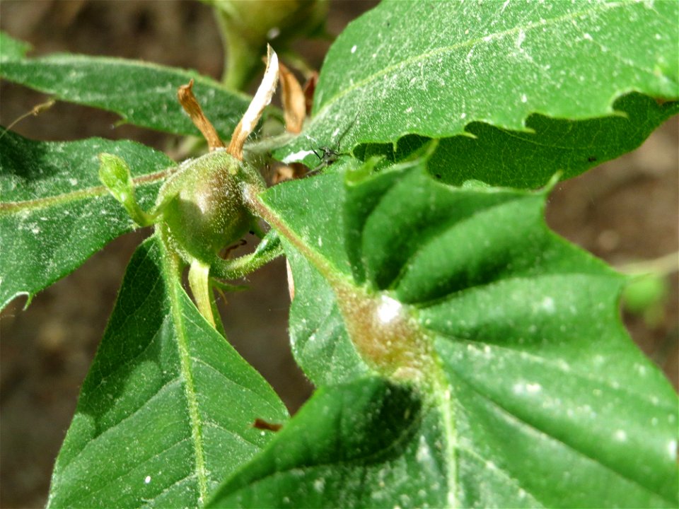 Gallen einer Kastaniengallwespe (Dryocosmus kuriphilus) an einer Edelkastanie (Castanea sativa) auf dem Feldherrenhügel (Naturschutzgebiet Oftersheimer Dünen)