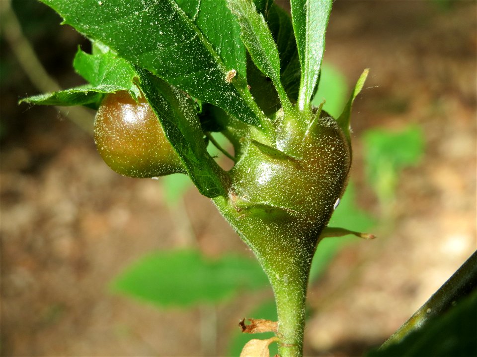 Gallen einer Kastaniengallwespe (Dryocosmus kuriphilus) an einer Edelkastanie (Castanea sativa) auf dem Feldherrenhügel (Naturschutzgebiet Oftersheimer Dünen)