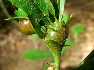 Gallen einer Kastaniengallwespe (Dryocosmus kuriphilus) an einer Edelkastanie (Castanea sativa) auf dem Feldherrenhügel (Naturschutzgebiet Oftersheimer Dünen)