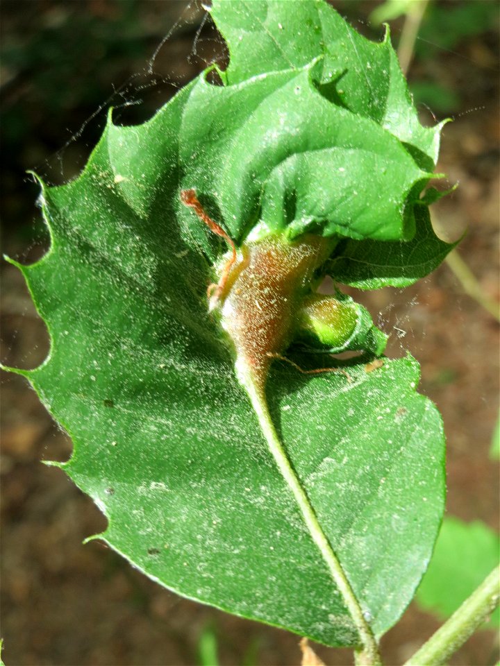 Gallen einer Kastaniengallwespe (Dryocosmus kuriphilus) an einer Edelkastanie (Castanea sativa) auf dem Feldherrenhügel (Naturschutzgebiet Oftersheimer Dünen)