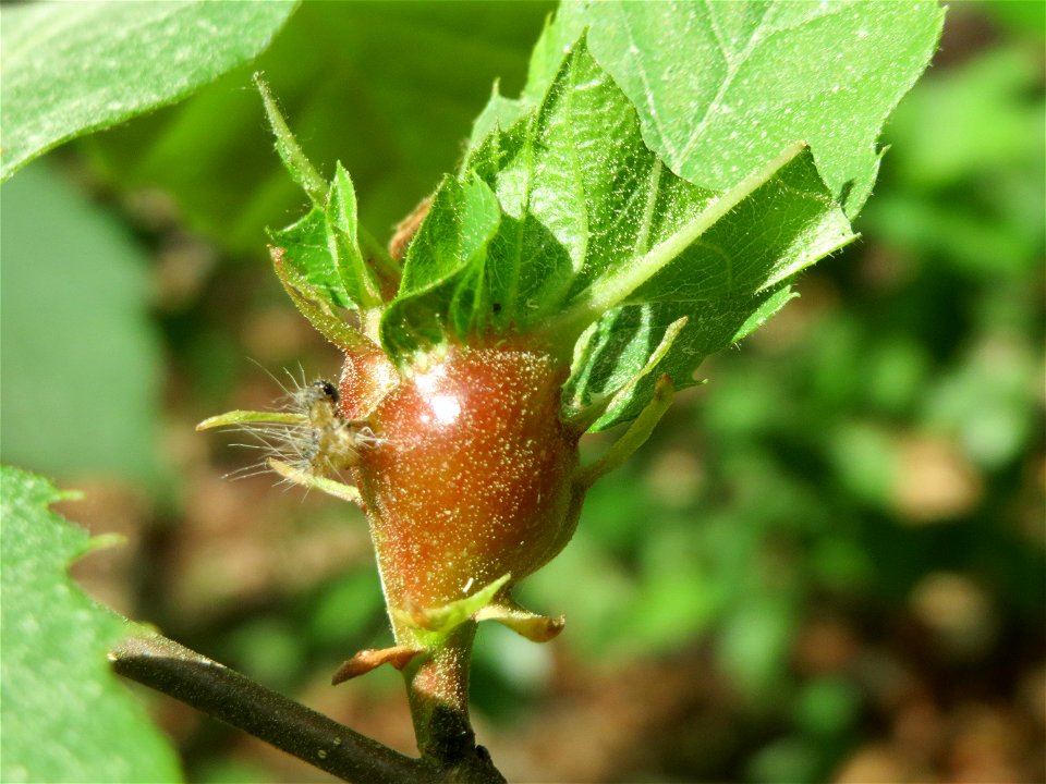 Galle einer Kastaniengallwespe (Dryocosmus kuriphilus) an einer Edelkastanie (Castanea sativa) auf dem Feldherrenhügel (Naturschutzgebiet Oftersheimer Dünen)