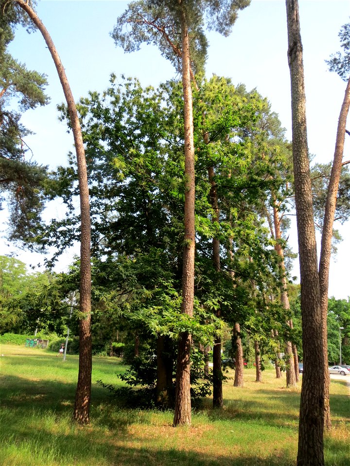 Edelkastanie (Castanea sativa) im Schwetzinger Hardt