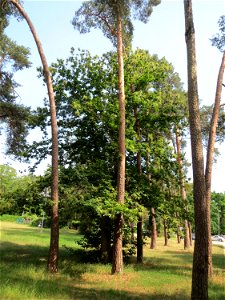 Edelkastanie (Castanea sativa) im Schwetzinger Hardt