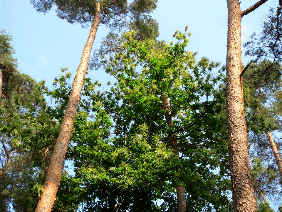 Edelkastanie (Castanea sativa) im Schwetzinger Hardt