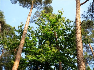Edelkastanie (Castanea sativa) im Schwetzinger Hardt